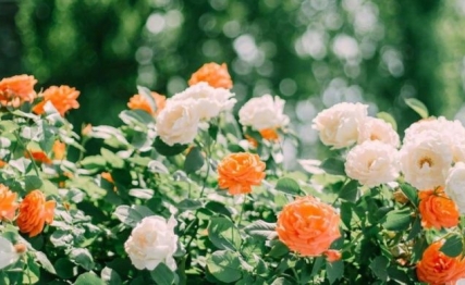 花朝节盛衰记