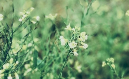 谷雨洗纤尘：以东方智慧对话暮春时节