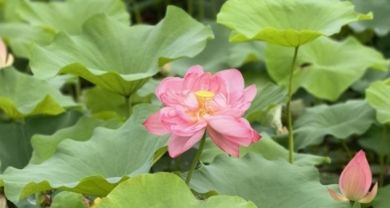小暑温风至，养心正当时：藏在三伏头的养生密码