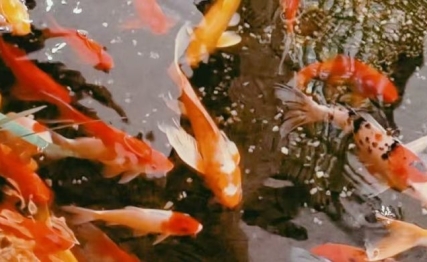 所谓放生文化，竟是经佛教升华发扬的古老中华文化