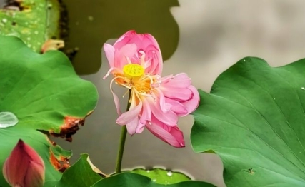 处暑养收，敛阳润燥：夏秋之交的千年养生之道