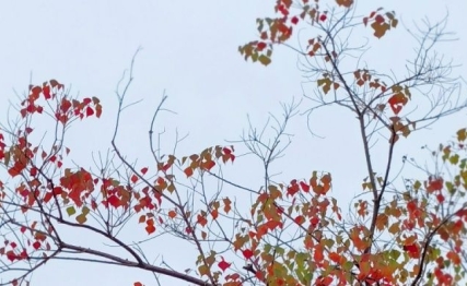 霜降养藏,敛阳暖膝:深秋时节的养生之道