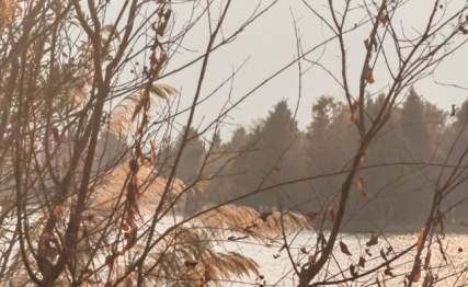 重阳食话:舌尖上的登高节,藏着千年养生智慧