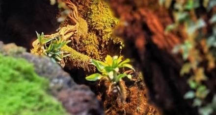 升卦：顺势而为才能顺遂高升