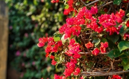 以术御商的胡雪岩，一个不那么纯粹的儒商