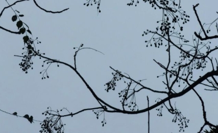 大雪养生藏为先，温润滋补正当时