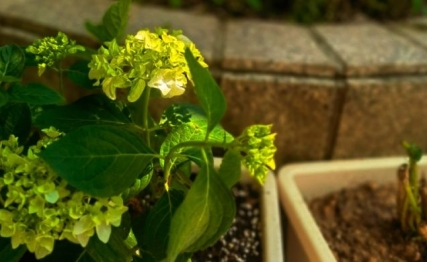 屯卦和蒙卦，体现的是事物初期破与立的智慧