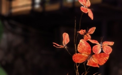 归妹：在非常环境中追求名实相符，局限中创造可能