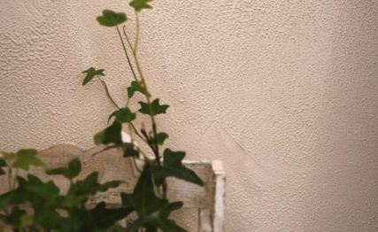 雨水三朝看花信：一封穿越千年的春日请柬