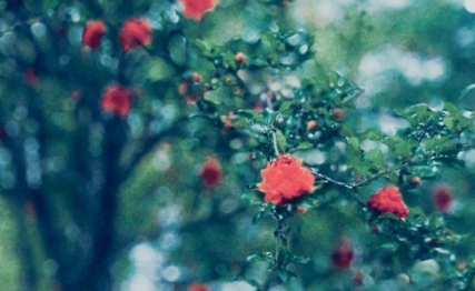 惊蛰：春雷一声，万物醒来