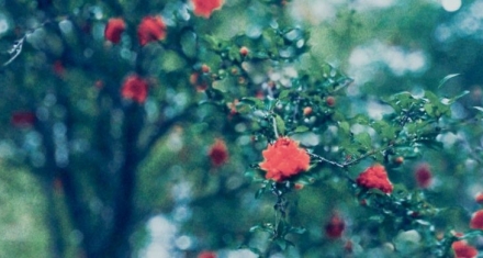 惊蛰：春雷一声，万物醒来