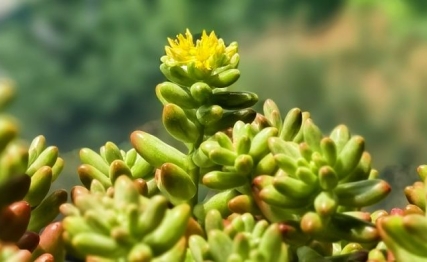 惊蛰花信风：桃花、棣棠与蔷薇的三重奏