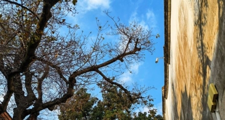 无妄中大蓄，有妄中崩坏的开元盛世