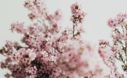 清明花信风：桐花、麦花与柳花的春日三重唱