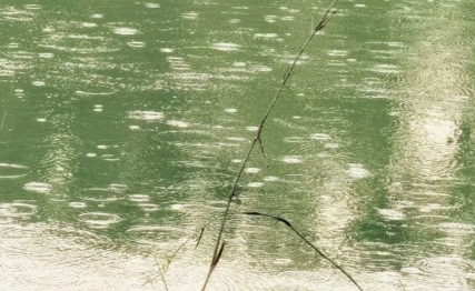 谷雨三候话桑麻：从吴澄到郑板桥，一个节气的故事