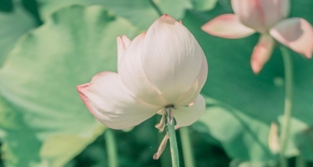 立夏：万物至此皆长大